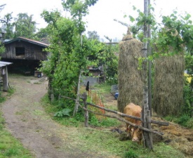 Sao Torcato Farm